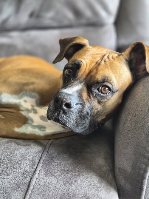 Silly, an adoptable Boxer in Stanwood, WA