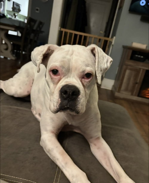 Pearl, photo 4