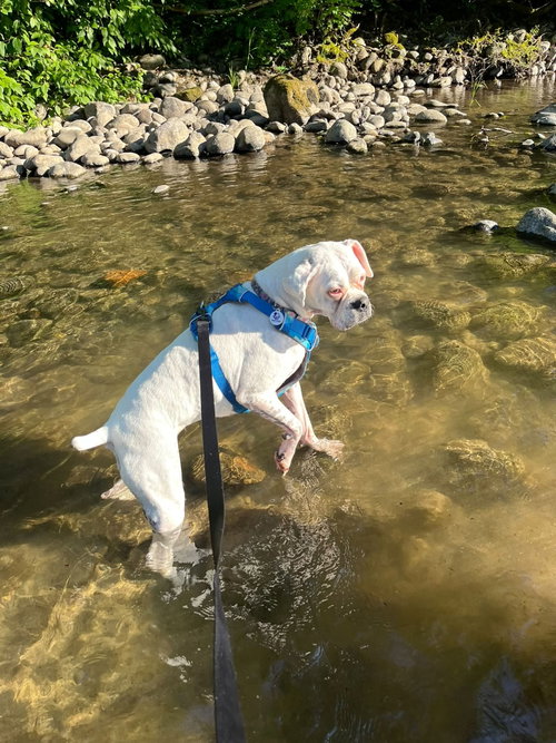 Pearl, photo 2