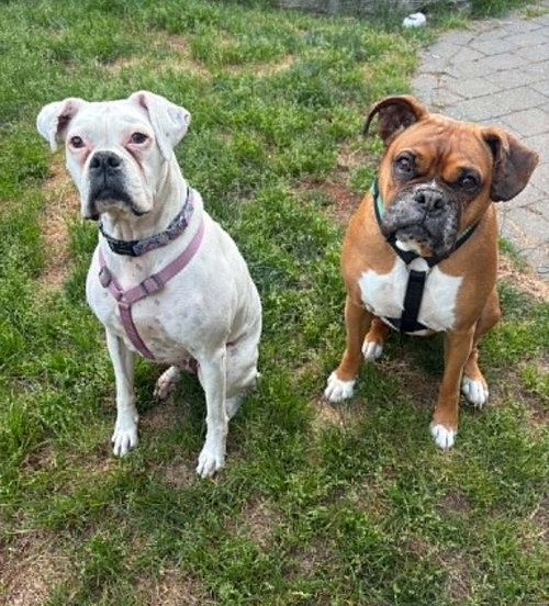 Pearl, an adoptable Boxer in Stanwood, WA
