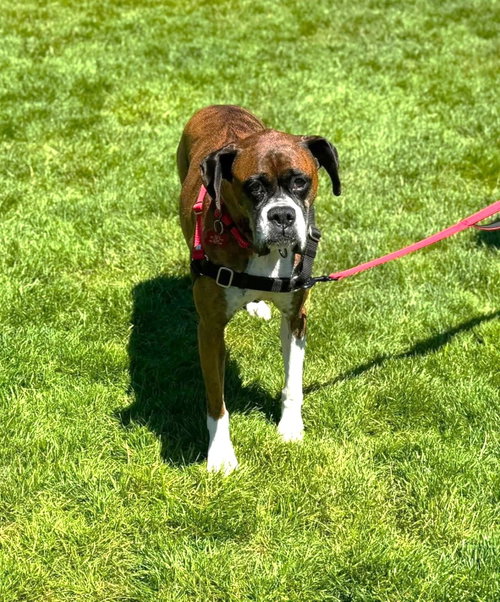 Abby photo 4