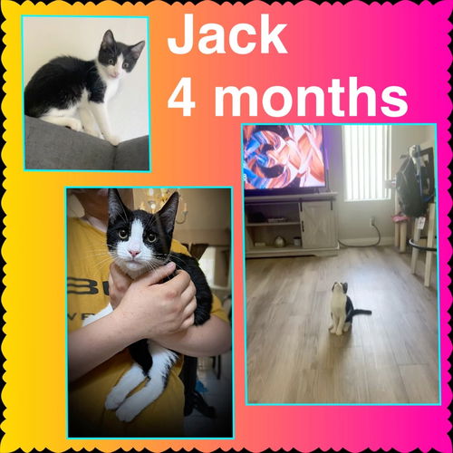 Jack