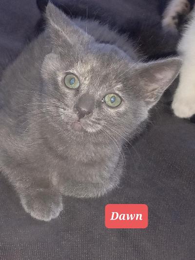 Dawn (aka Luna)