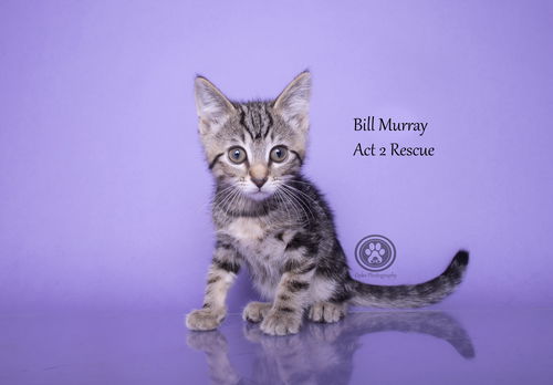 Bill Murray