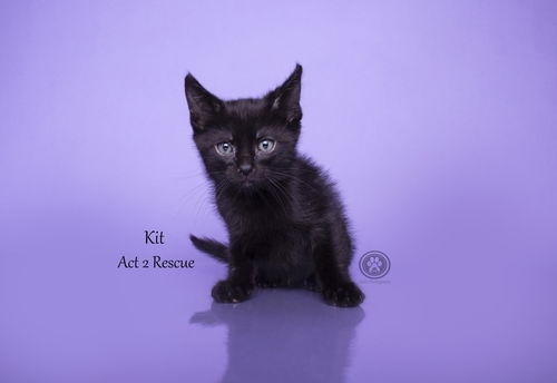 Kit