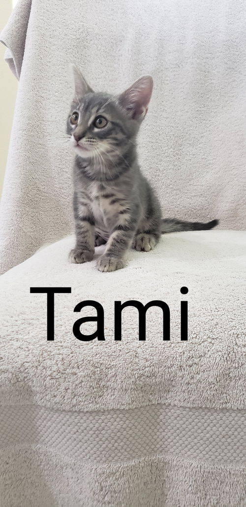 Tami