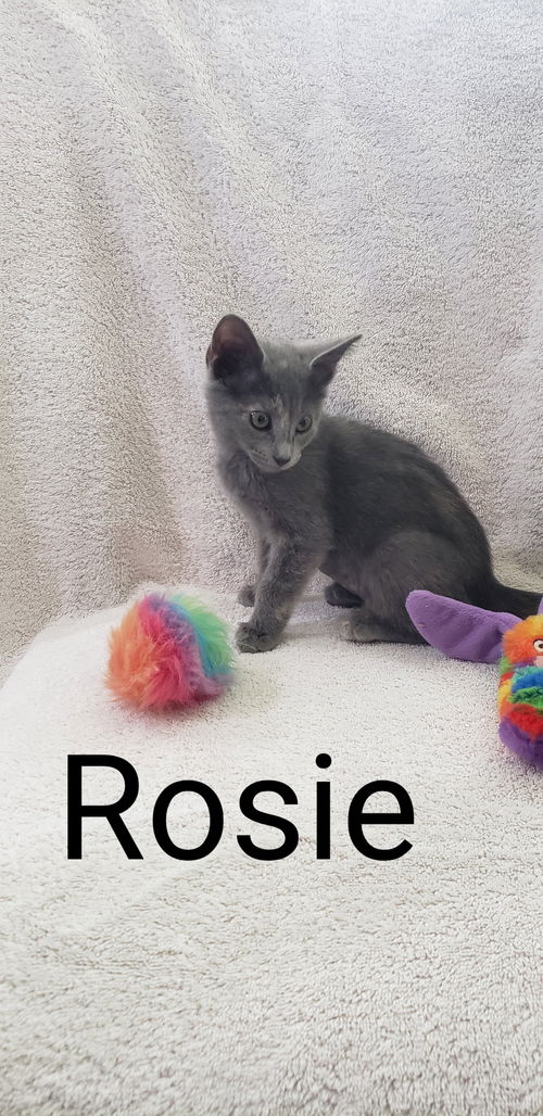 Rosie