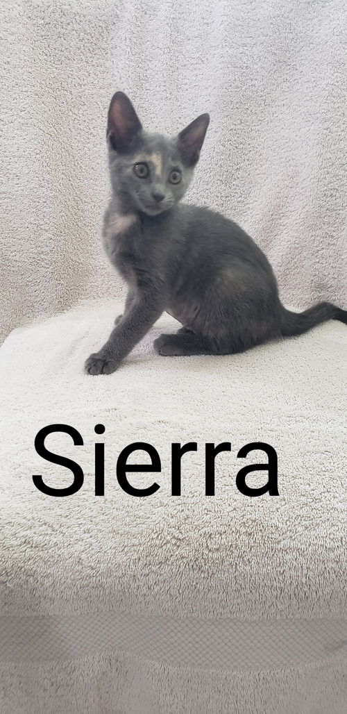 Sierra