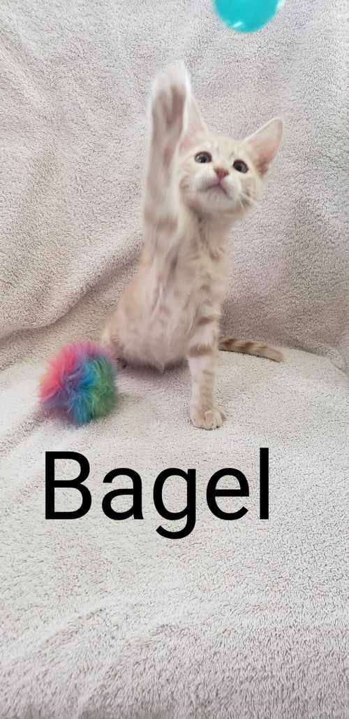 Bagel