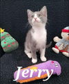 Jerry