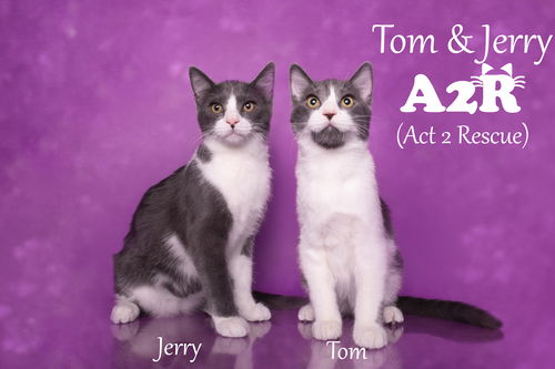 Jerry & Tom  (bonded pair)