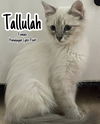 Tallulah