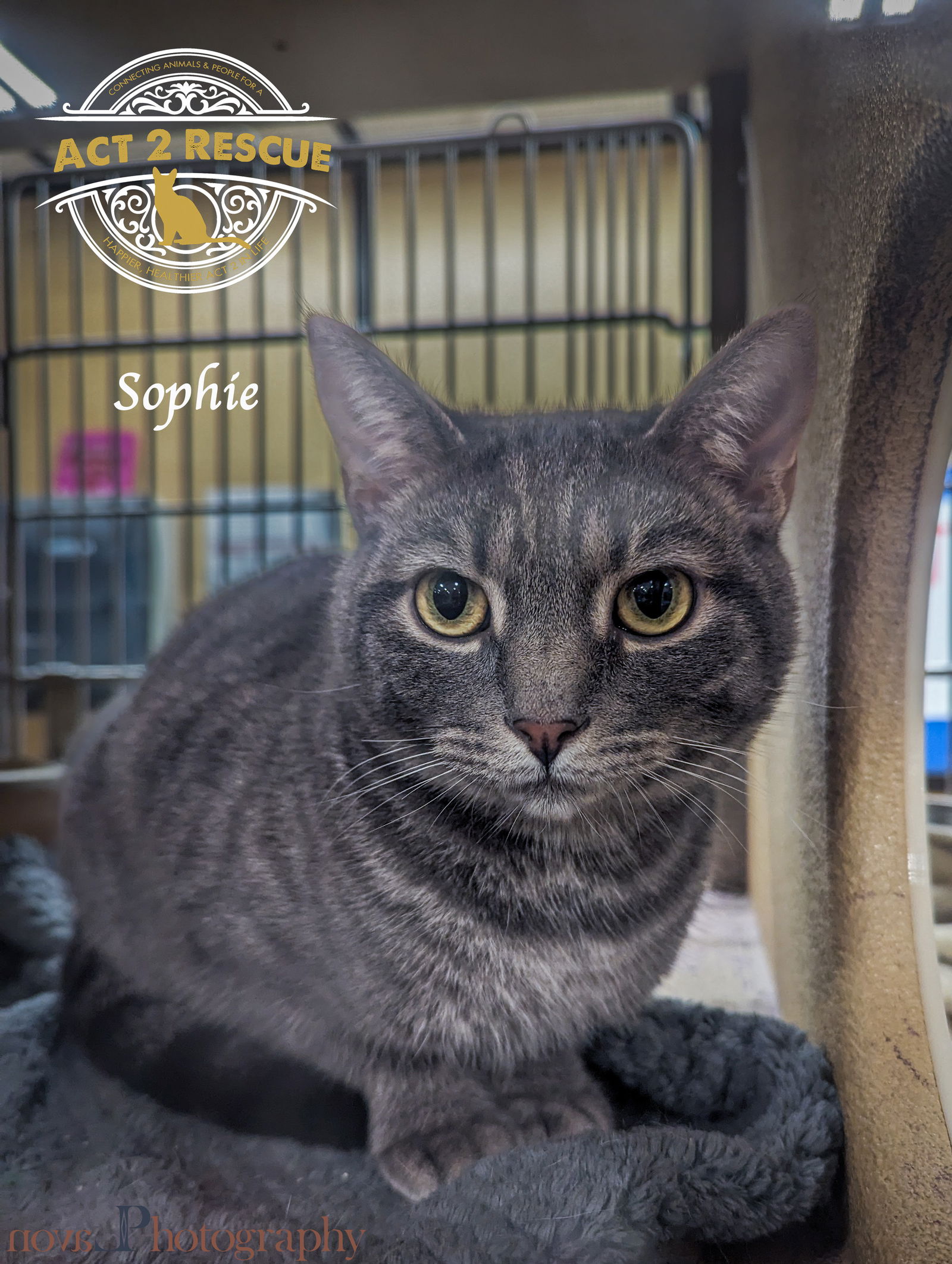 adoptable Cat in Riverside, CA named Sophie