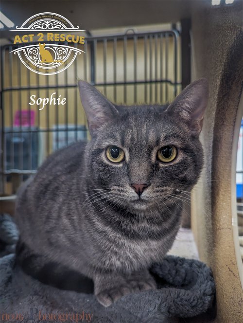 Sophie (Bonded with Hank)
