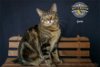 adoptable Cat in riverside, CA named Gaia