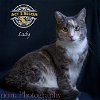 adoptable Cat in riverside, CA named Lady