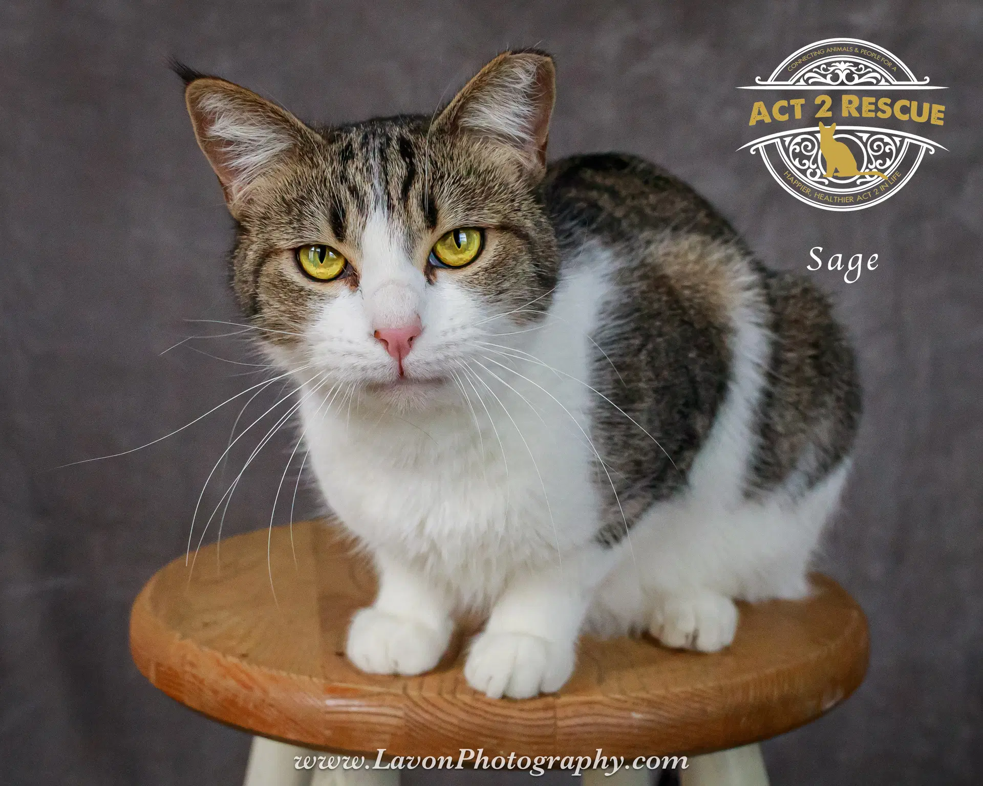 Sage image 3