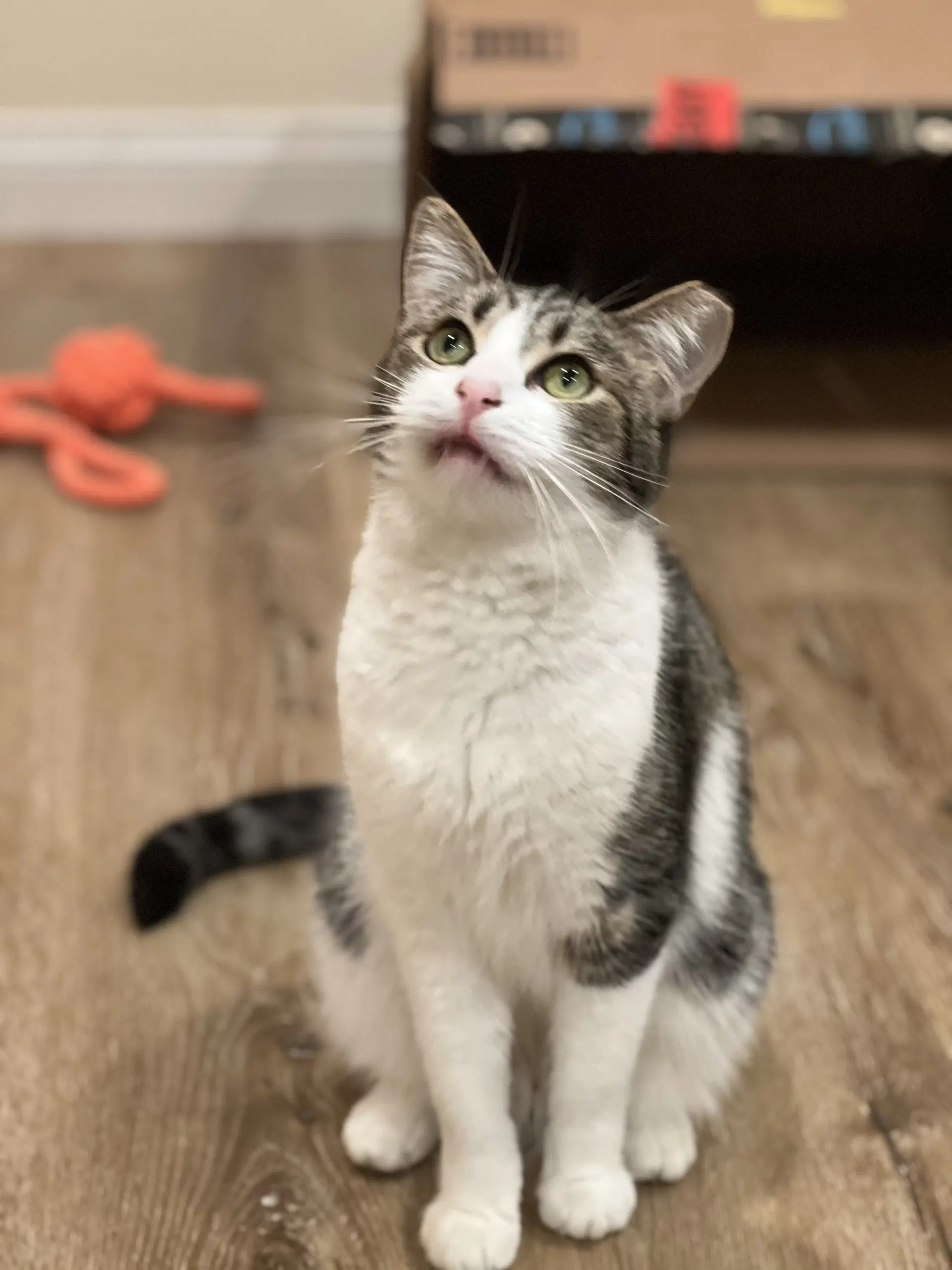 Sage - Domestic Short Hair