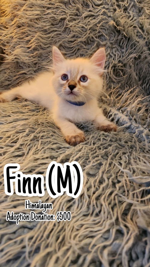 Finn