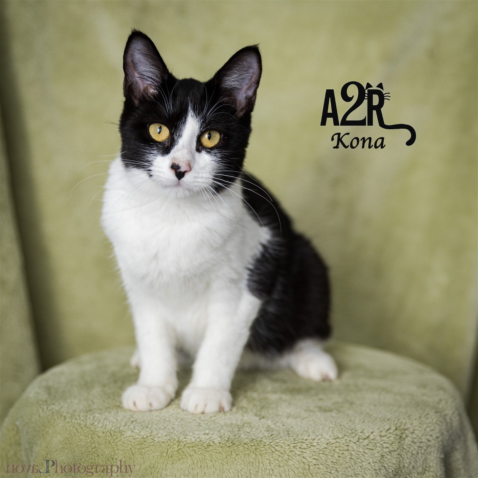 adoptable Cat in Riverside, CA named Kona (Bonded with Keanu)