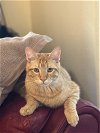 adoptable Cat in riverside, CA named Chandler
