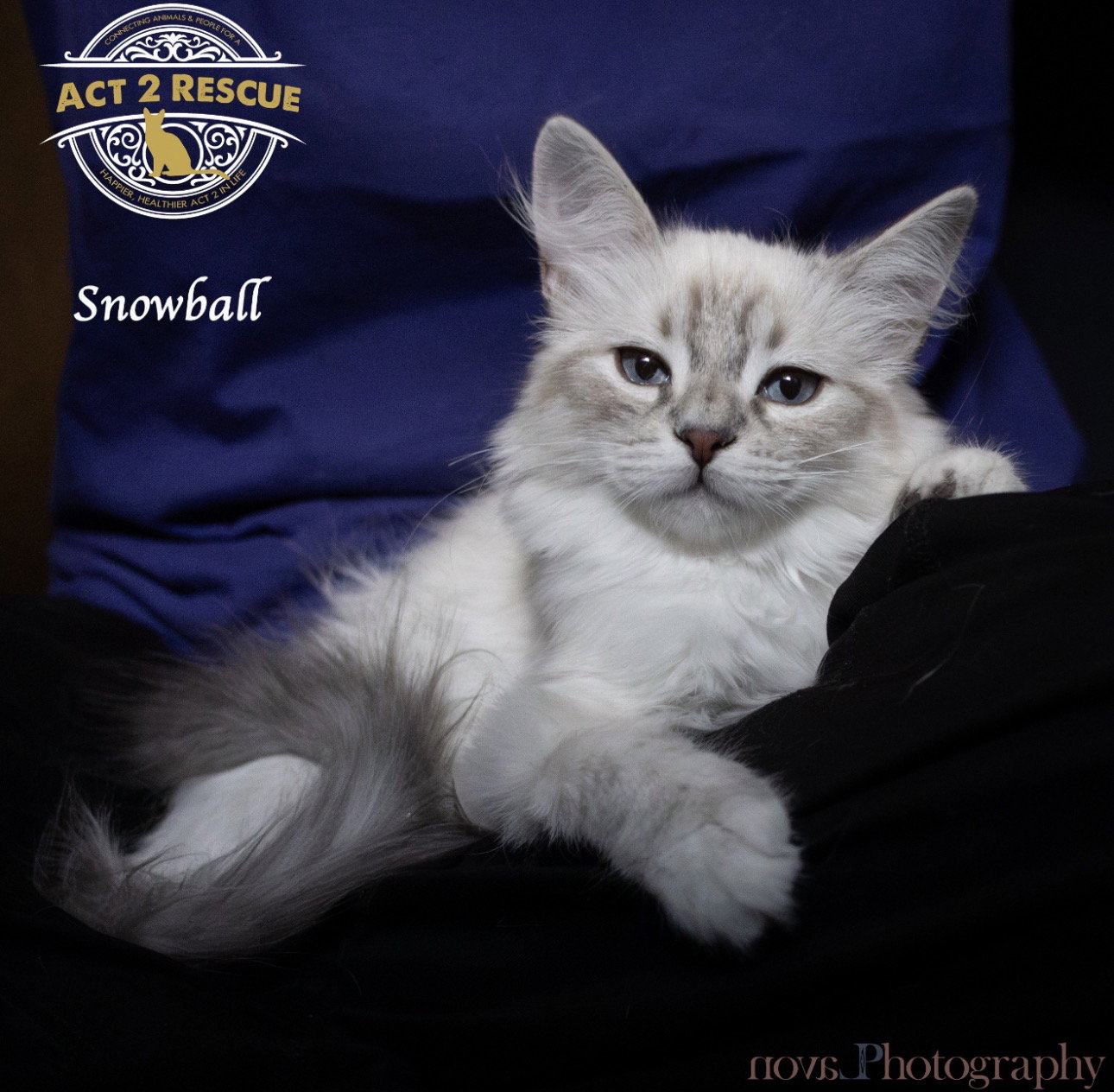 Snowball 2, photo 5