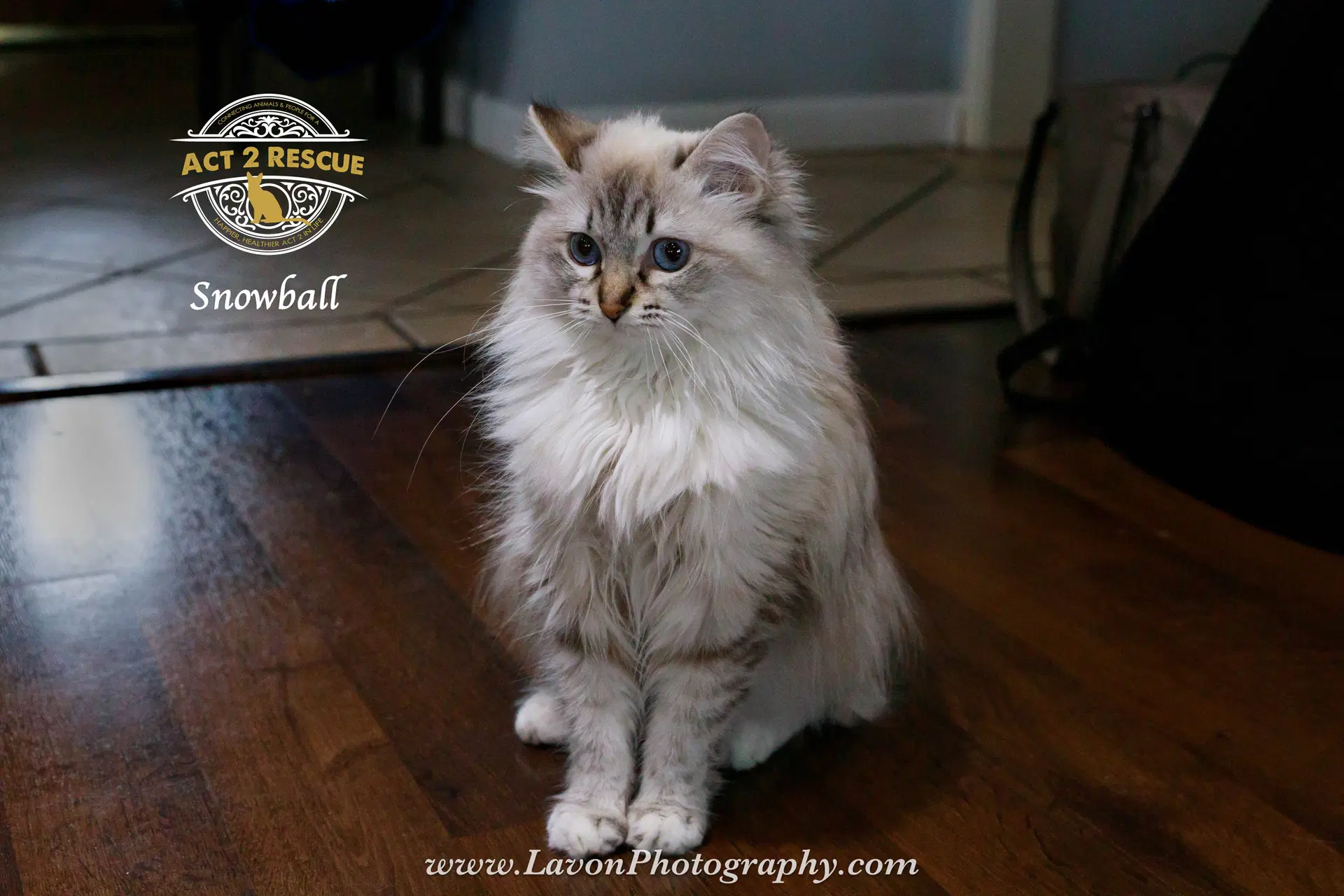 Snowball - Himalayan