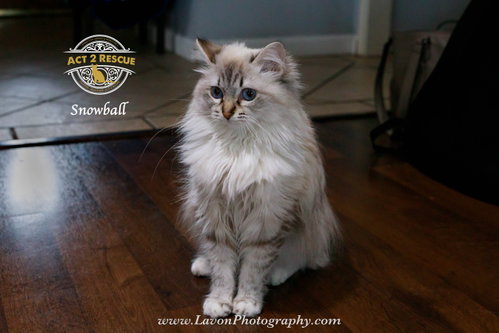 Snowball 2, Himalayan / Mixed (long coat)