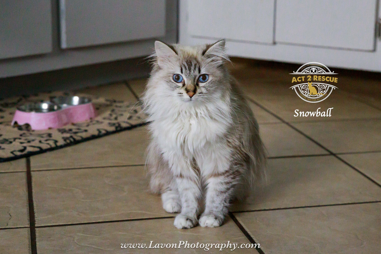 Snowball 2, photo 4