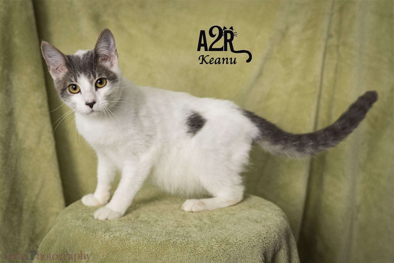 adoptable Cat in Riverside, CA named Keanu (Bonded with Kona)