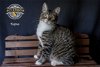 adoptable Cat in riverside, CA named Kapua