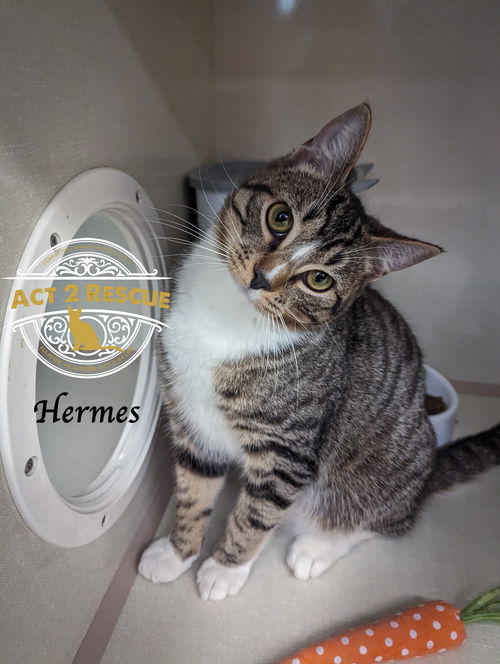 Hermes