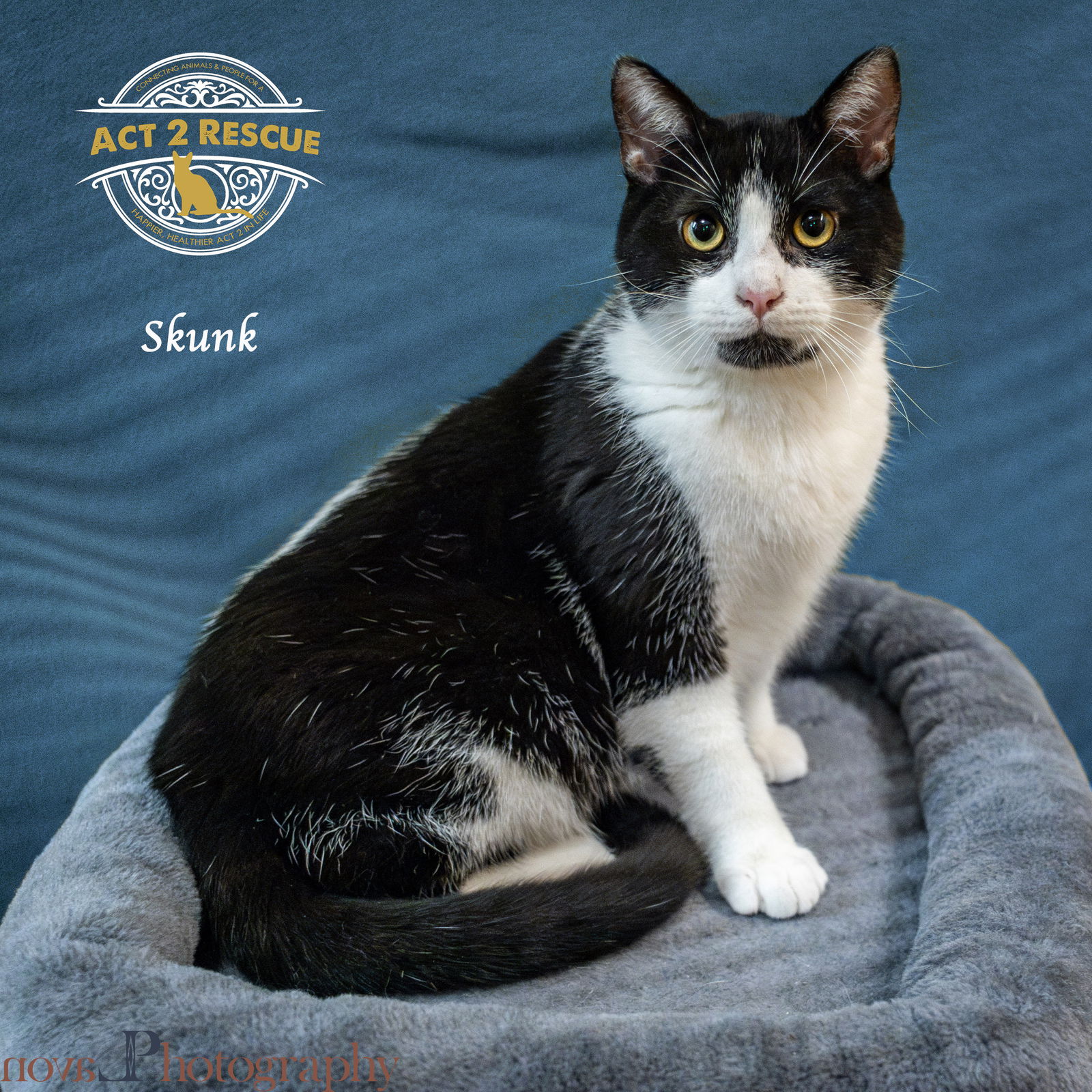 adoptable Cat in Lake Elsinore, CA named Skunk