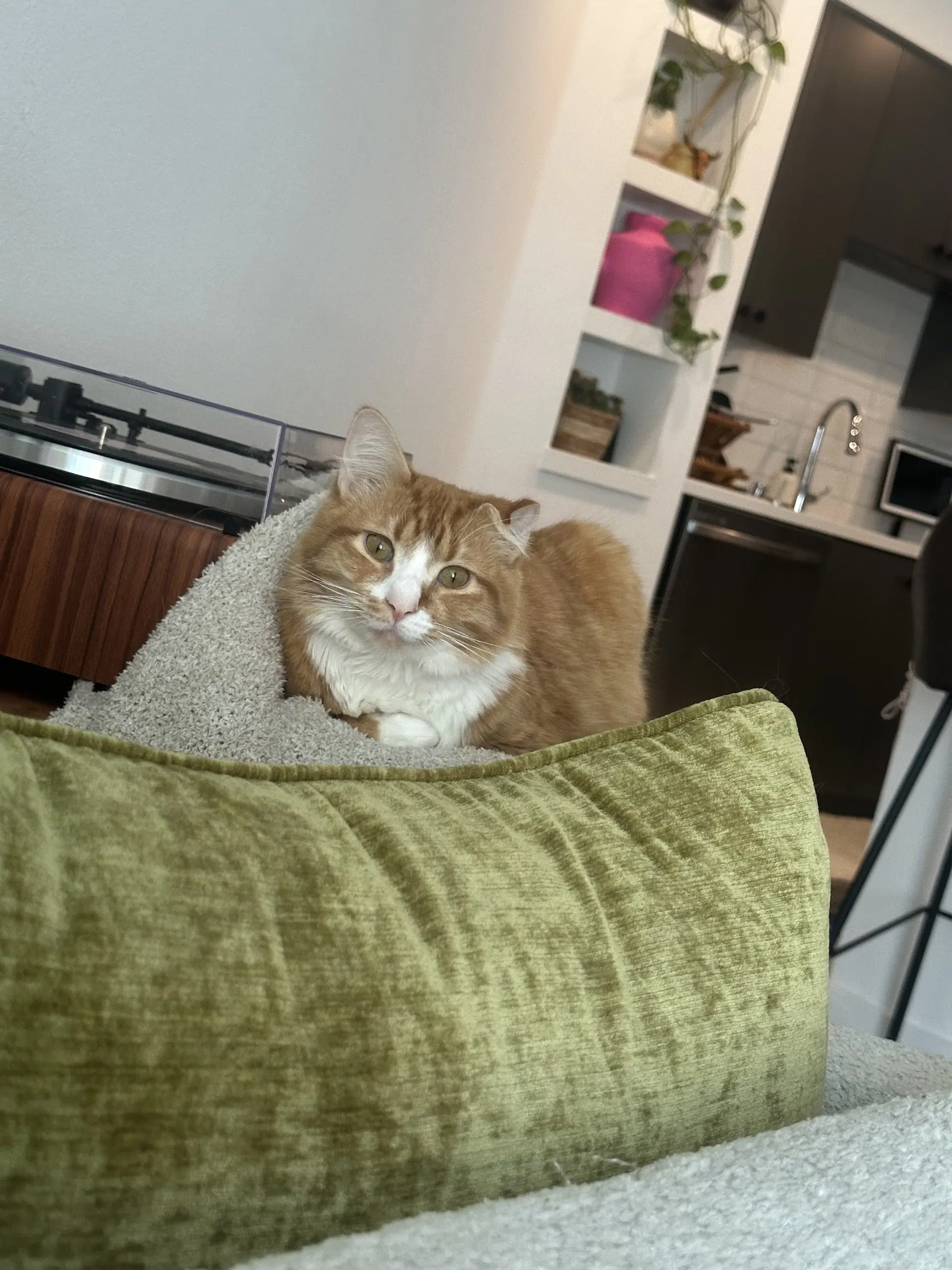 Mango - Maine Coon