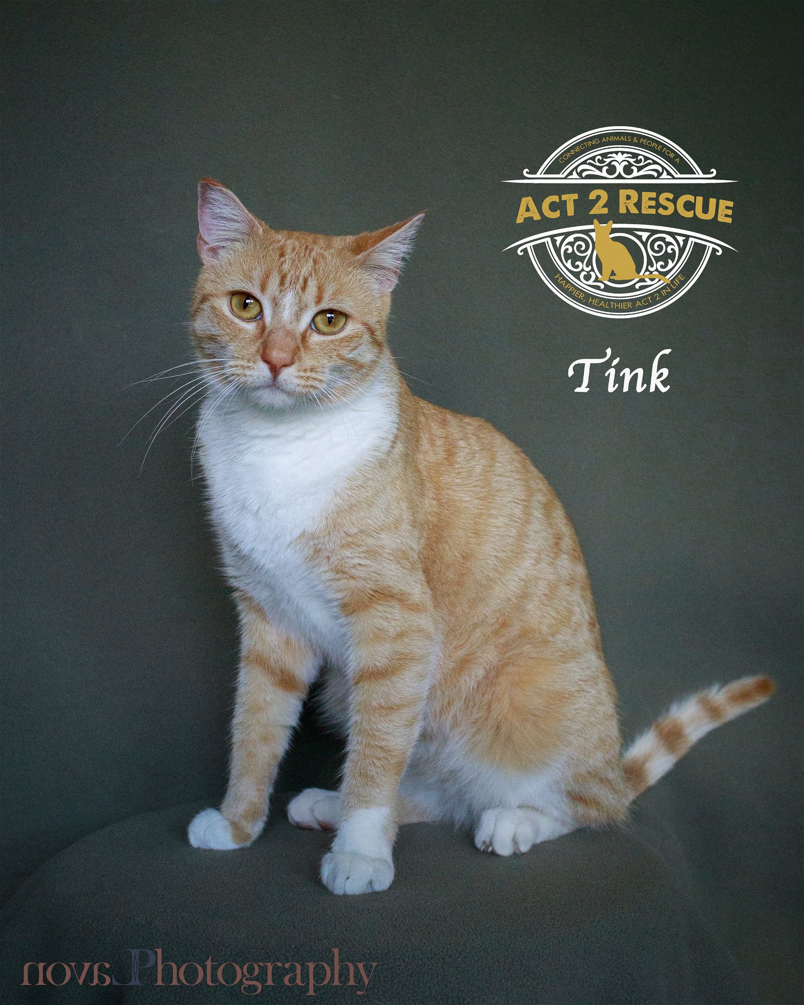 adoptable Cat in Riverside, CA named Tink