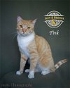 adoptable Cat in riverside, CA named Tink