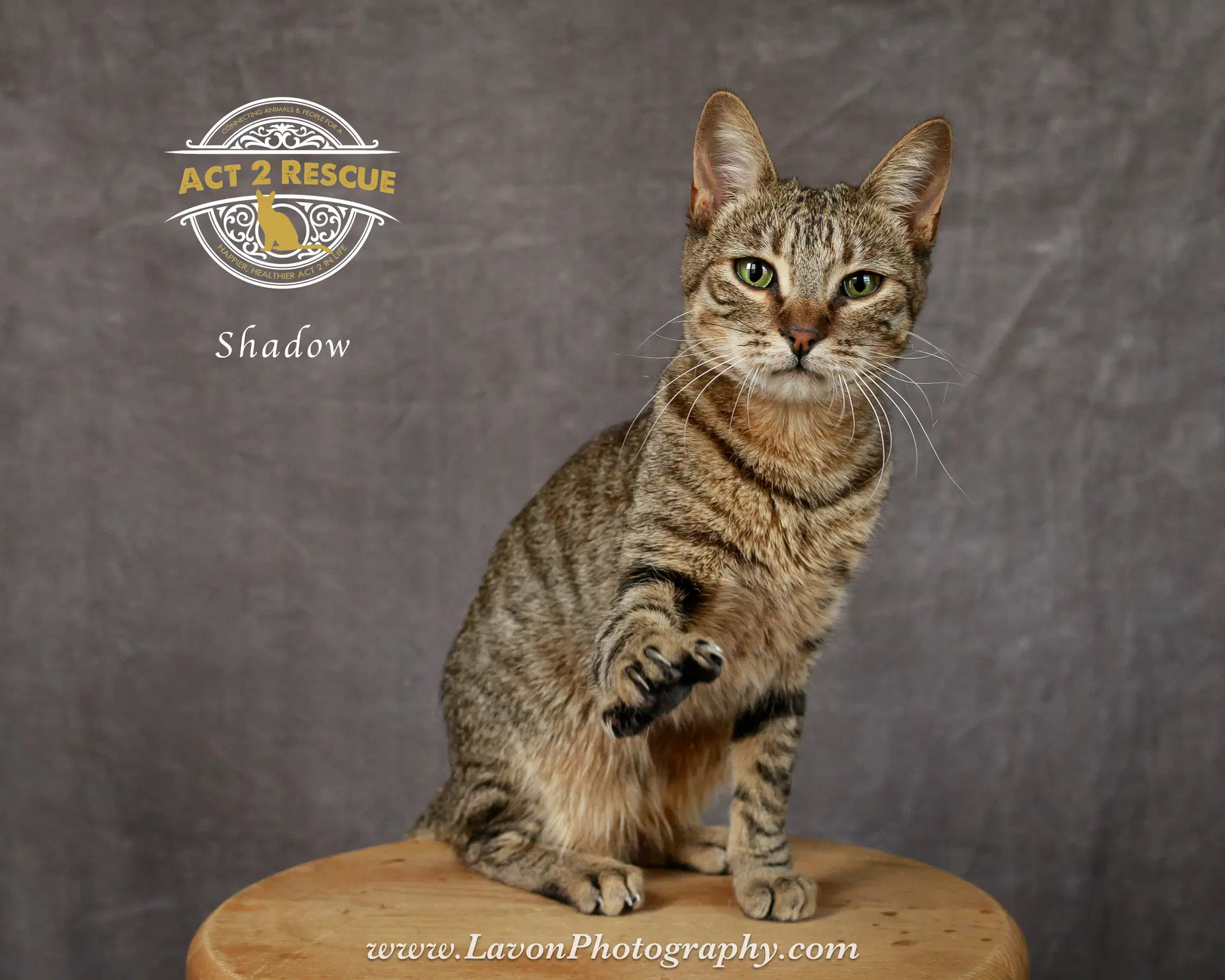 Shadow - Domestic Short Hair