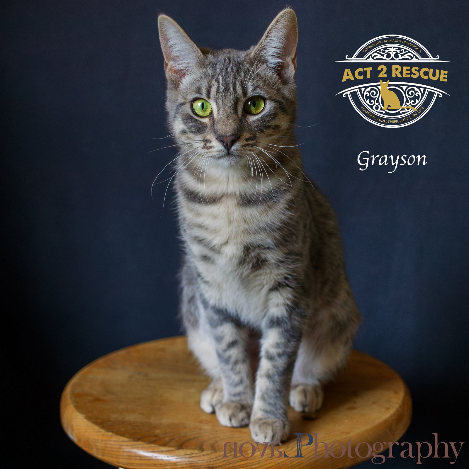 adoptable Cat in Riverside, CA named Grayson