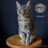adoptable Cat in riverside, CA named Grayson