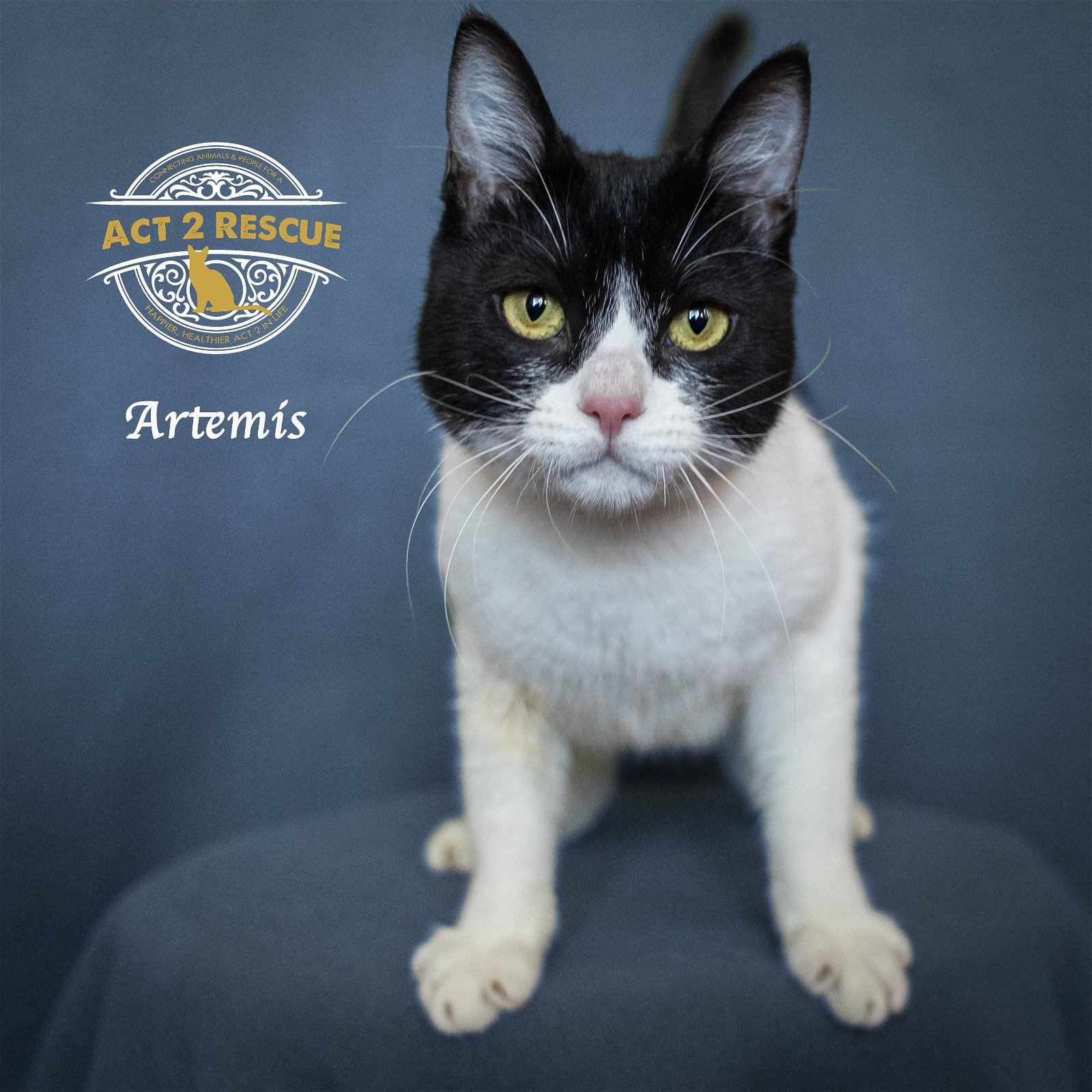 adoptable Cat in Riverside, CA named Artemis