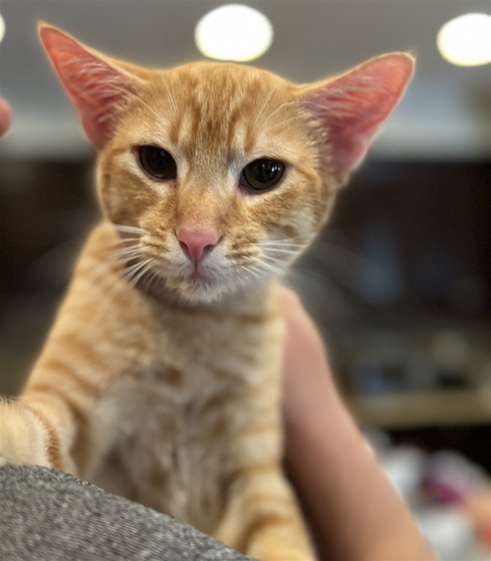 adoptable Cat in Riverside, CA named Duke