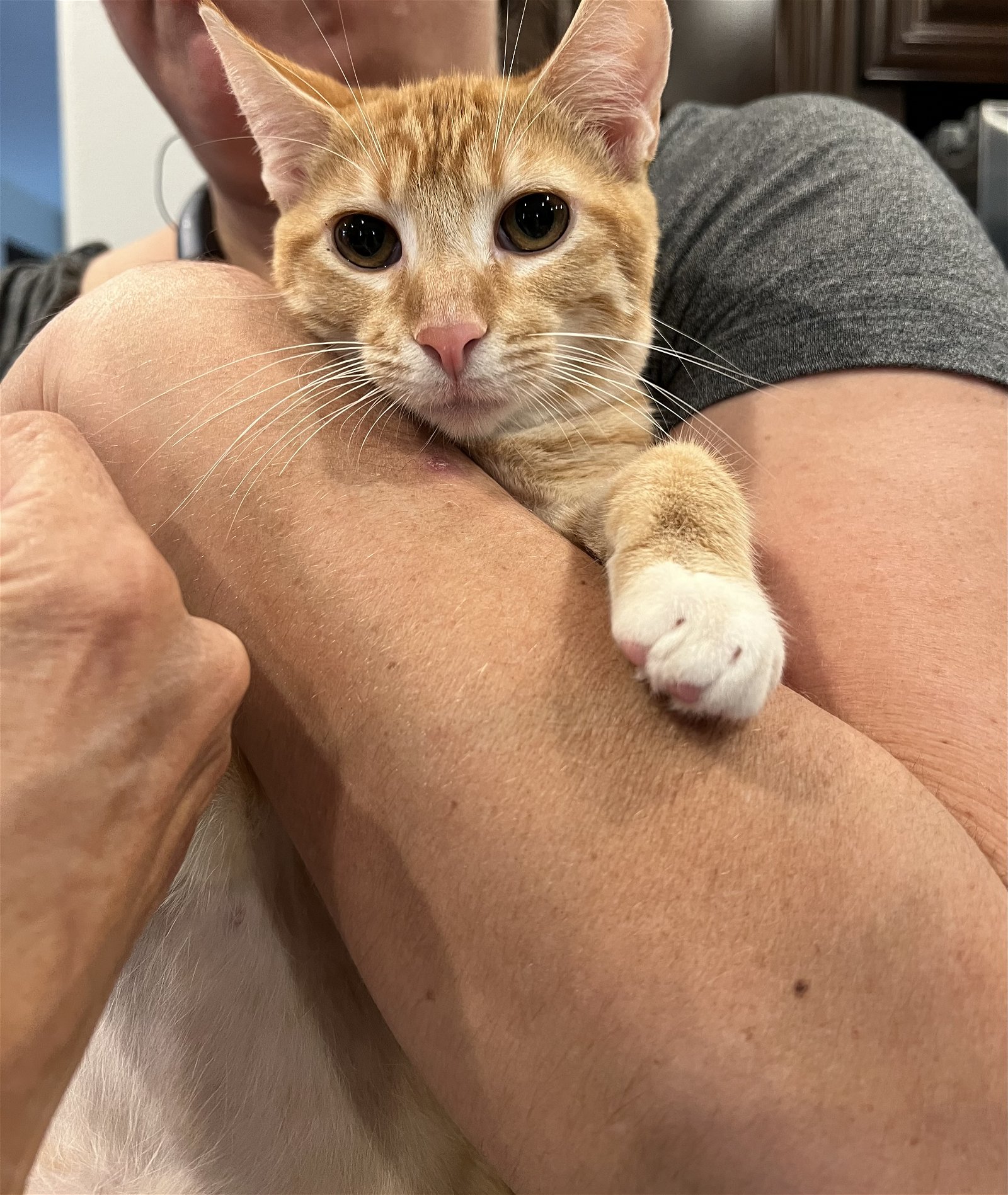 adoptable Cat in Riverside, CA named Dahlia