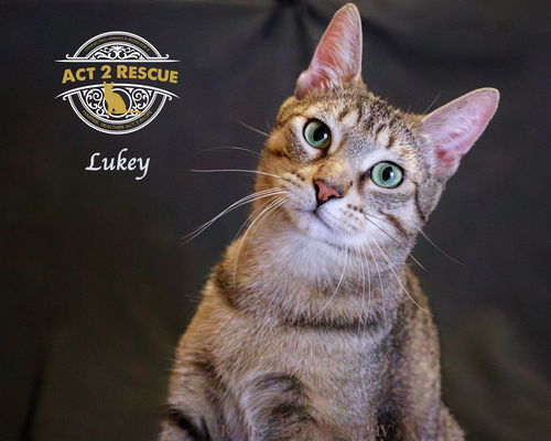 Lukey