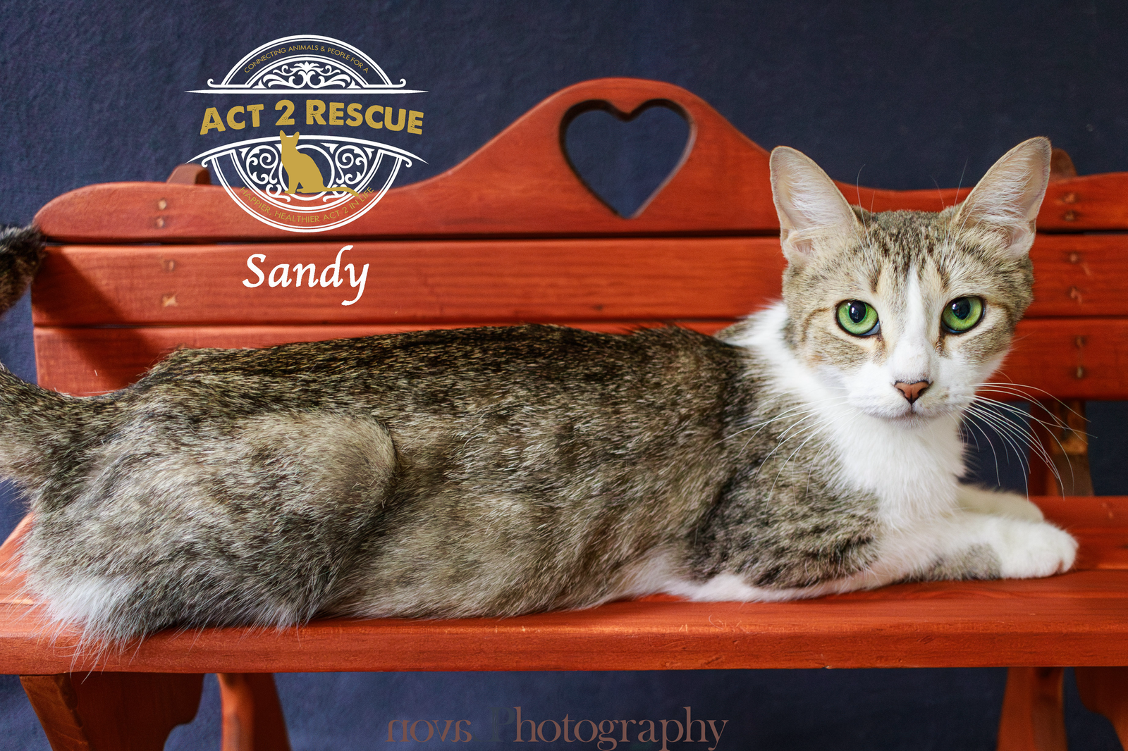 adoptable Cat in Riverside, CA named Sandy