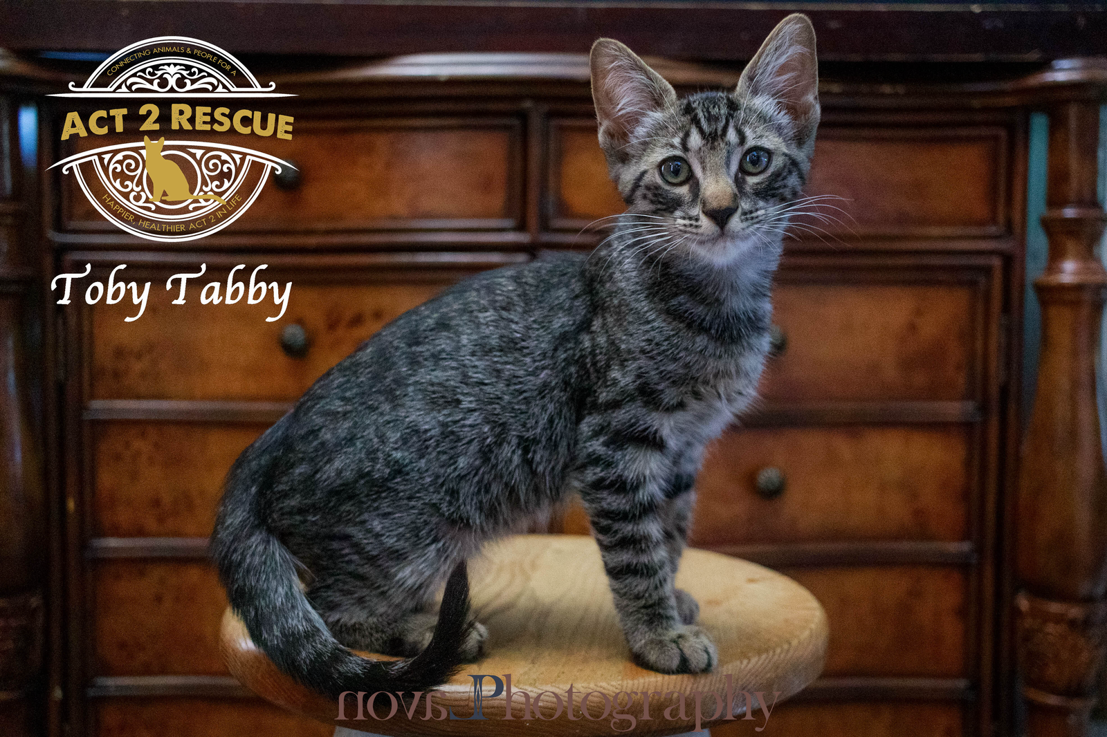 adoptable Cat in Riverside, CA named Toby Tabby