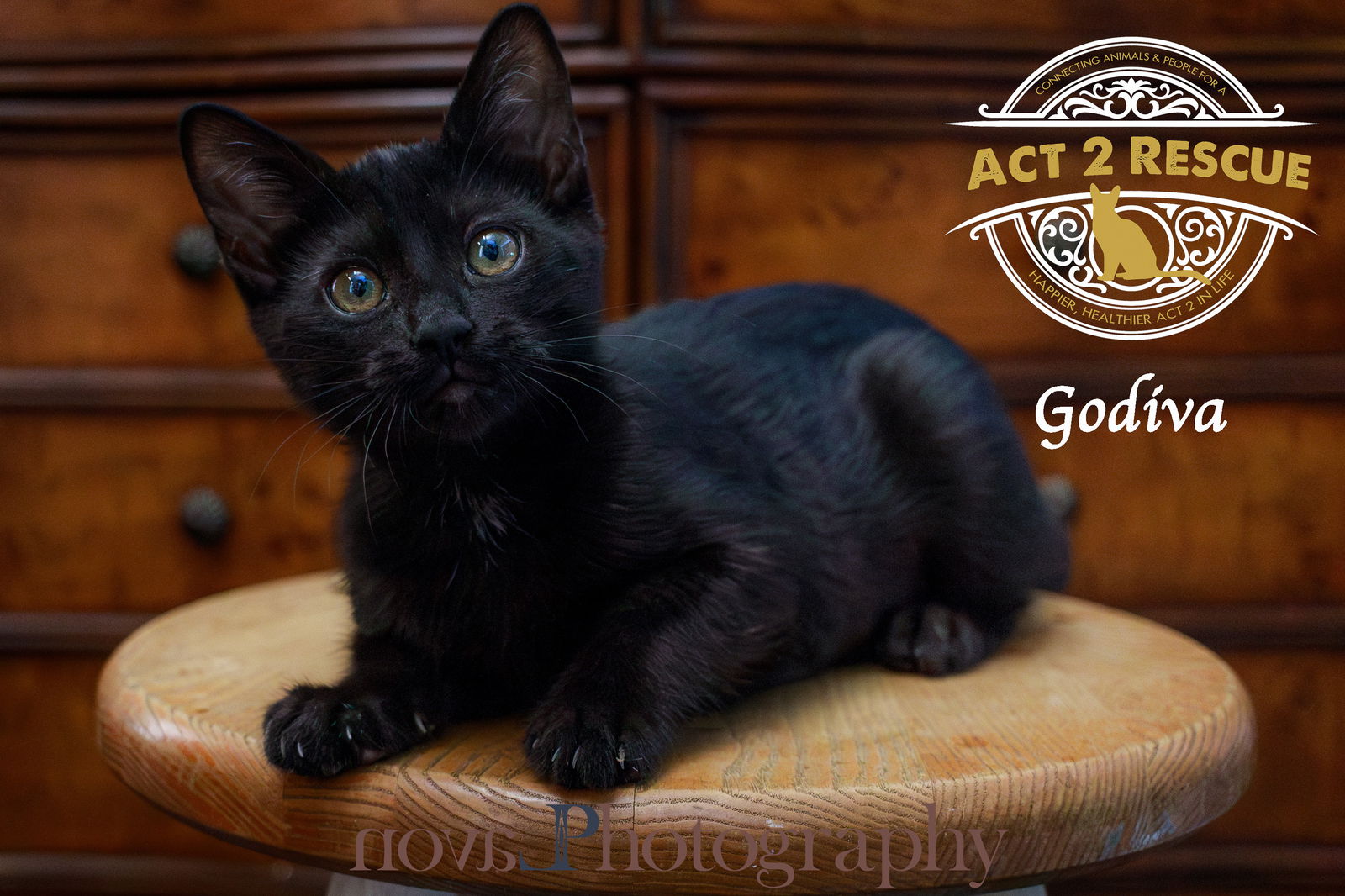 adoptable Cat in Lake Elsinore, CA named Godiva