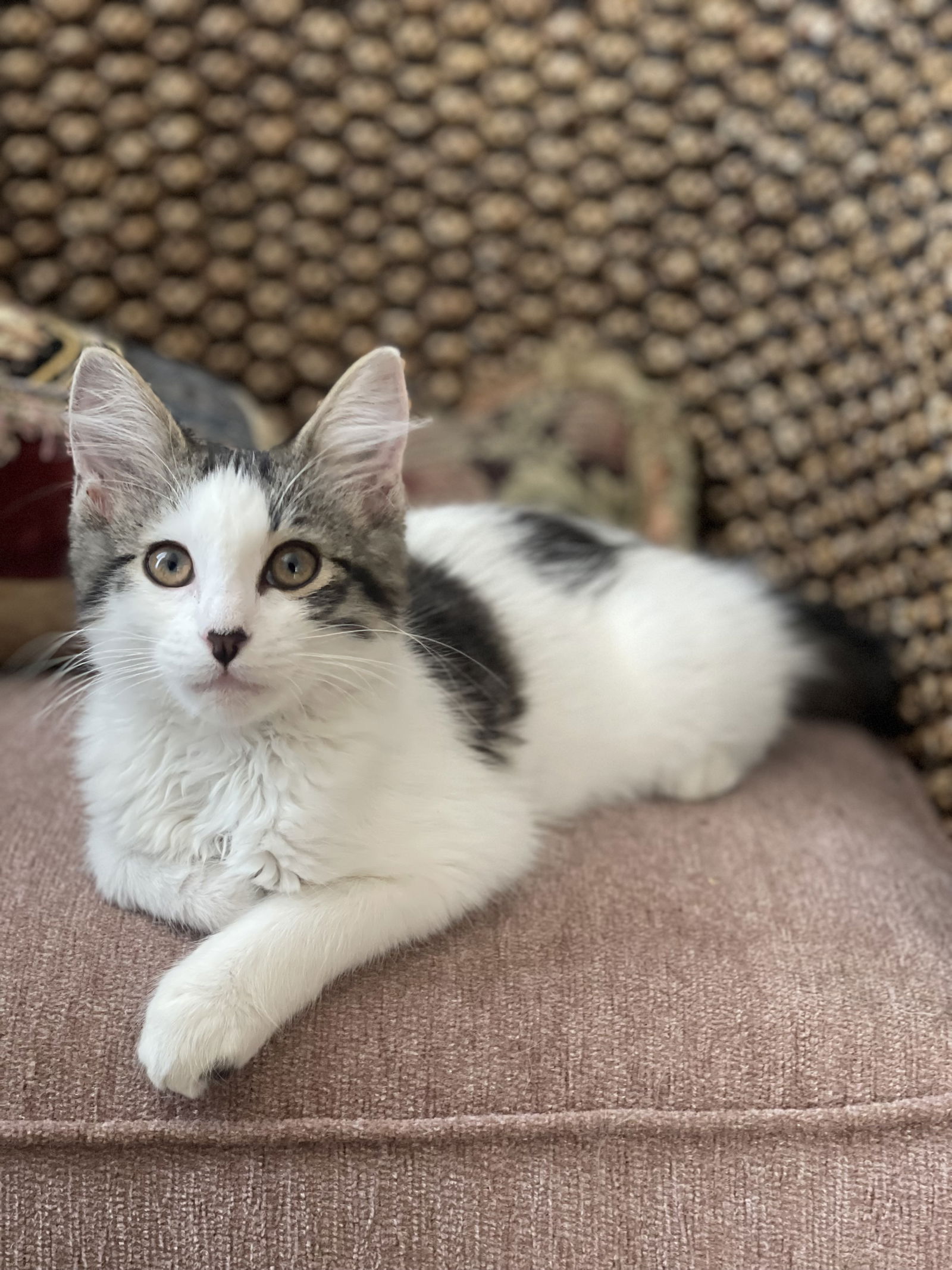 adoptable Cat in Riverside, CA named Heartly