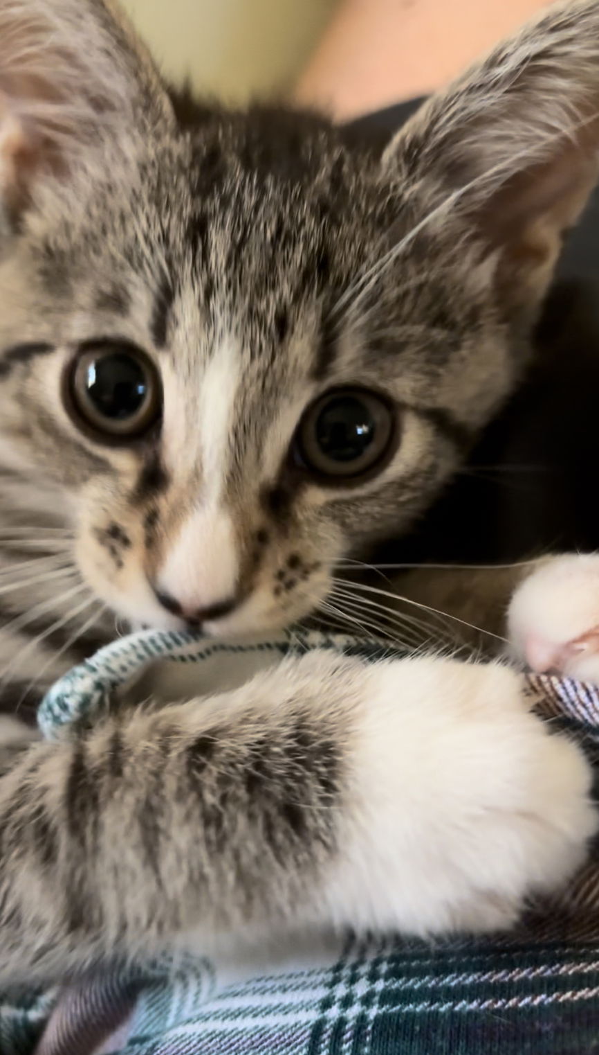 adoptable Cat in Riverside, CA named Tyler