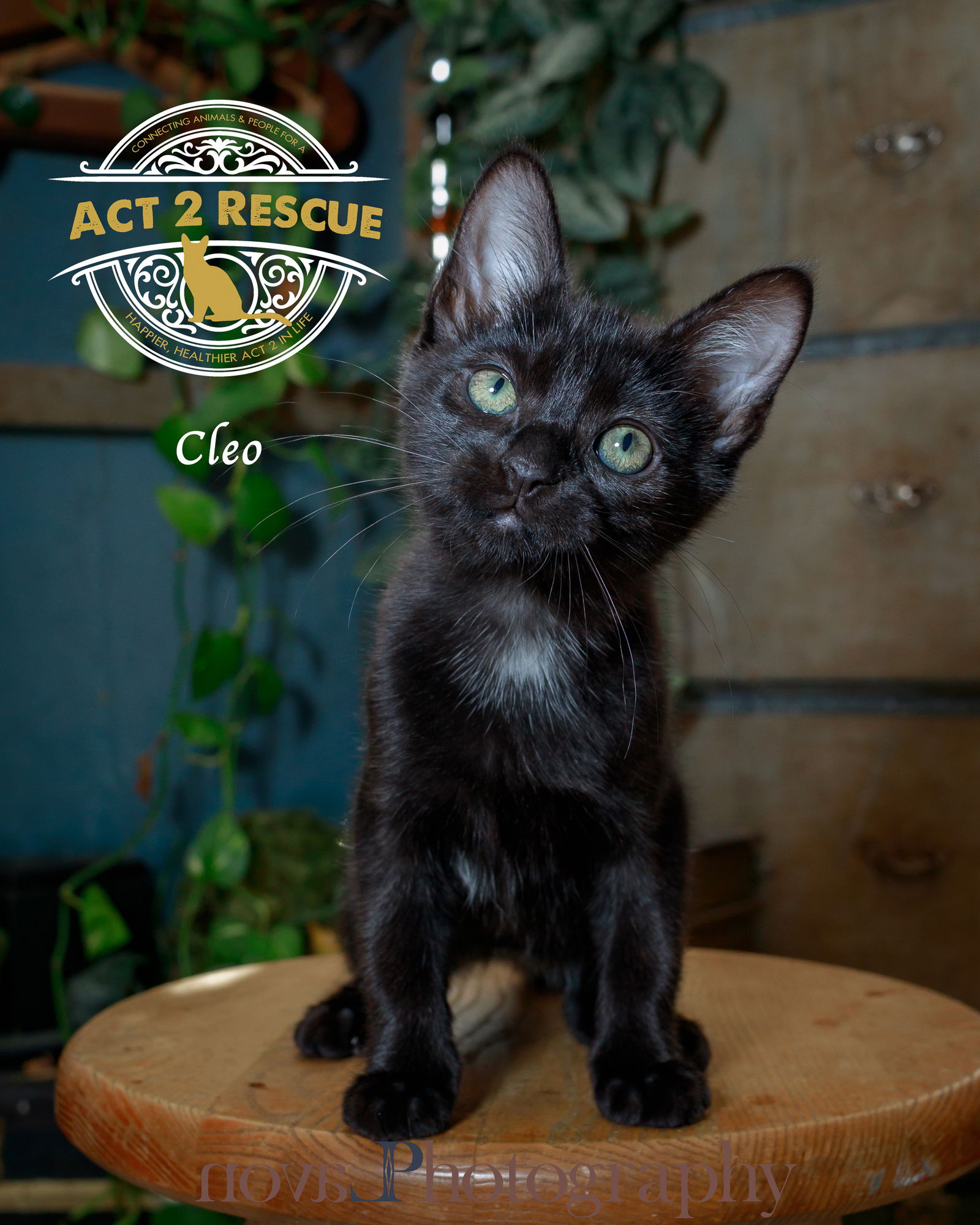 adoptable Cat in Riverside, CA named Cleo 3