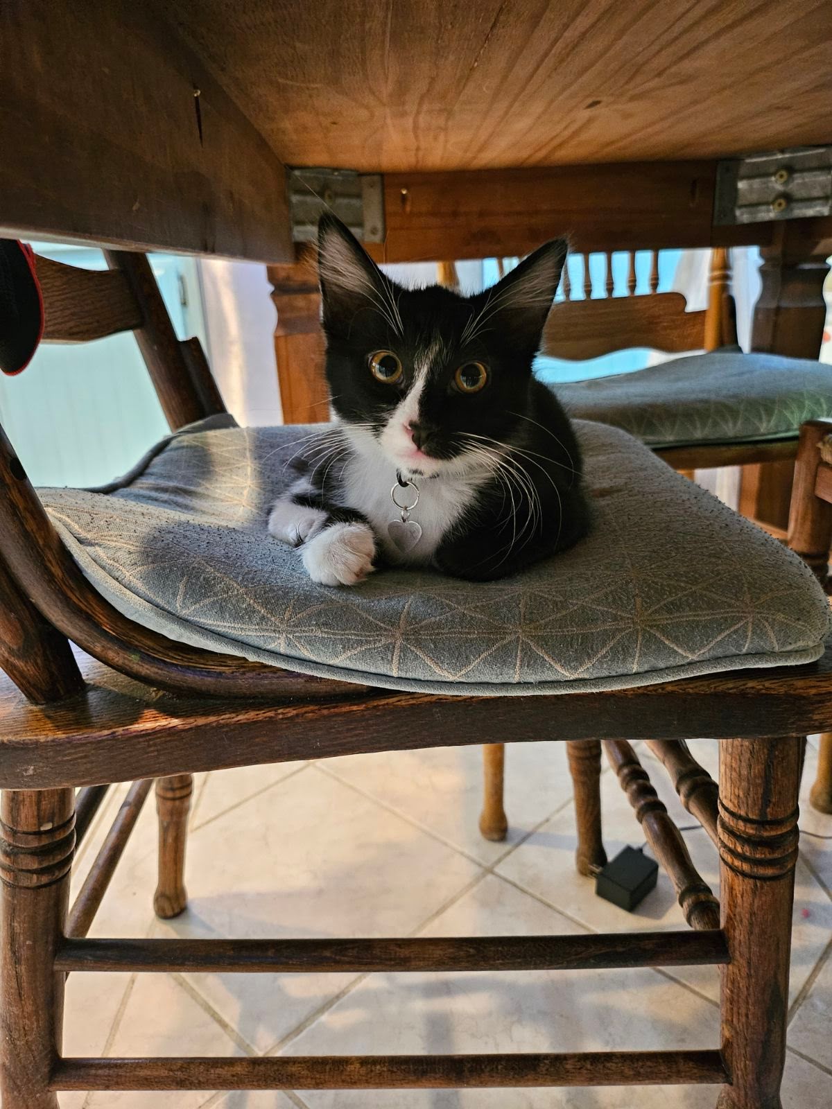 adoptable Cat in Lake Elsinore, CA named Tux (Bonded with Antonio)